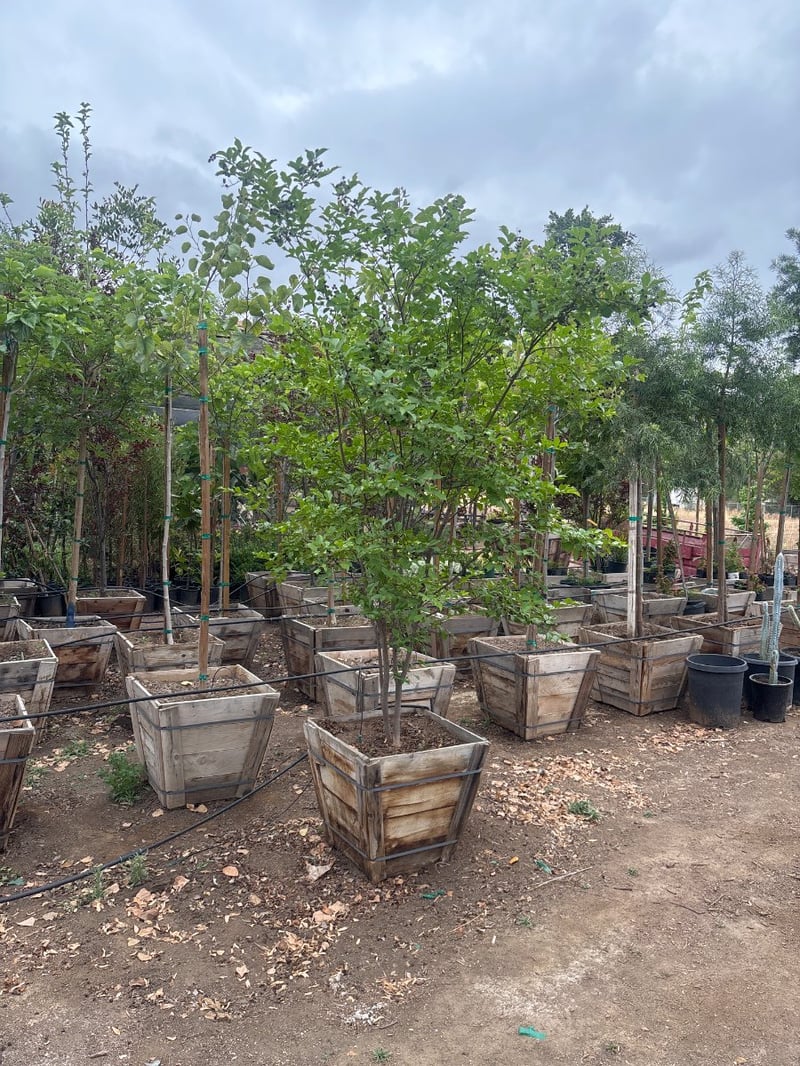 Photo for Lagerstroemia indica 'Muskogee' (Multi) (Muskogee Crape Myrtle)