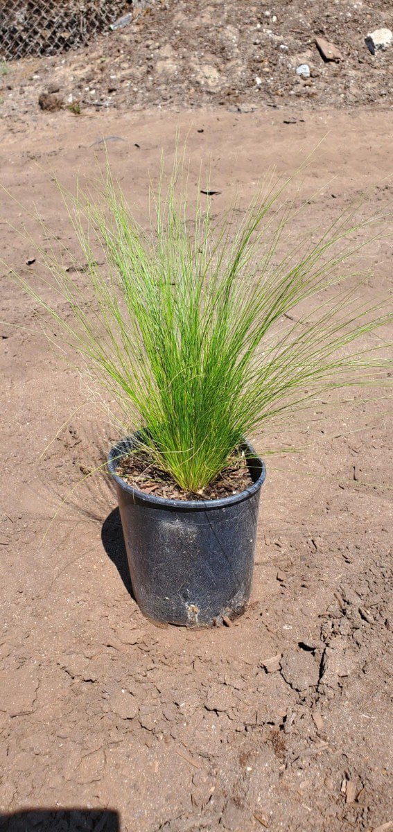 Photo for Stipa tenuissima (Nassella tenuissima) (Mexican Feather Grass)