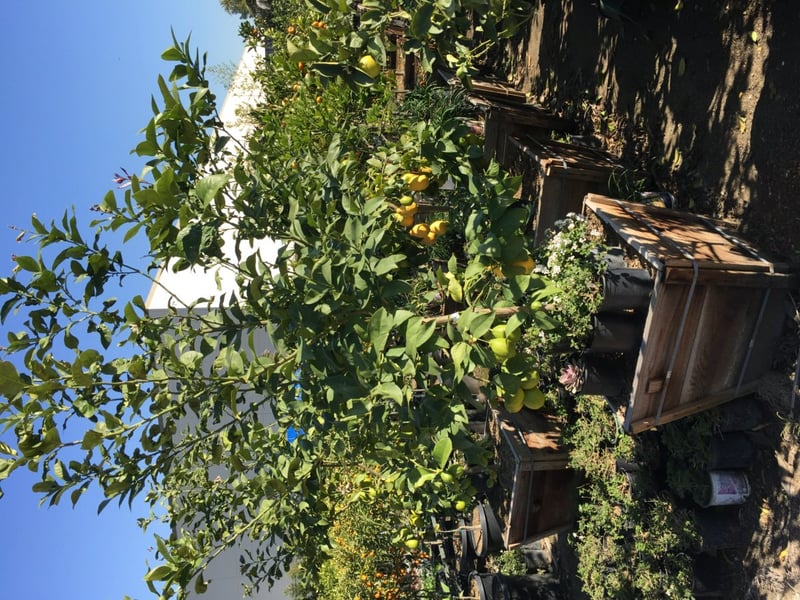 Photo for Citrus limon 'Meyer Improved' (Improved Meyer Lemon)