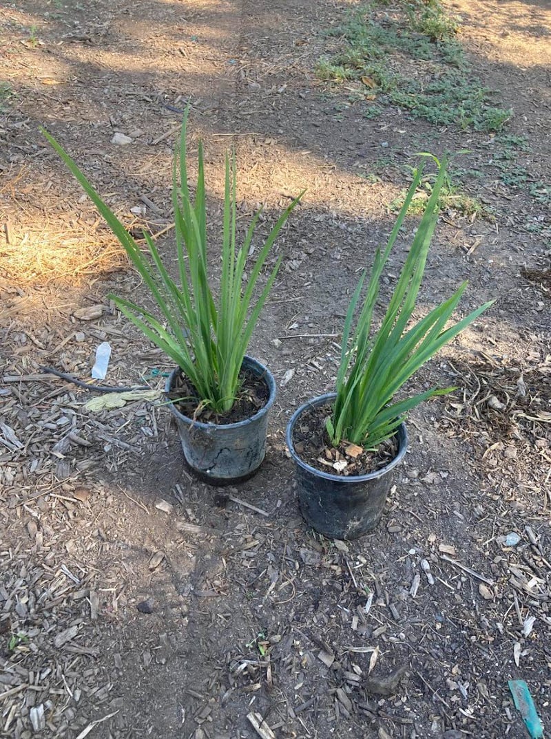 Photo for Dietes bicolor (Fortnight Lily, African Iris)