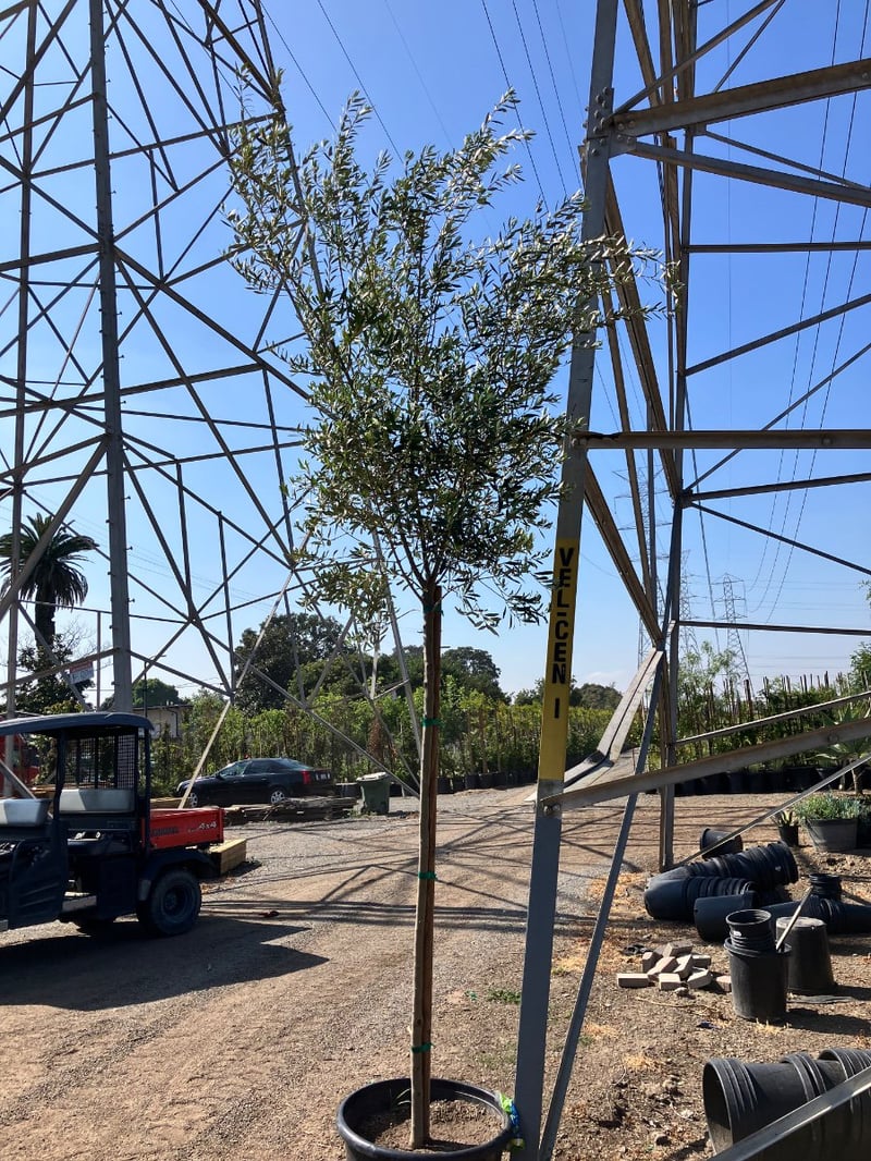 Photo for Olea europaea (Standard) (Olive Tree)