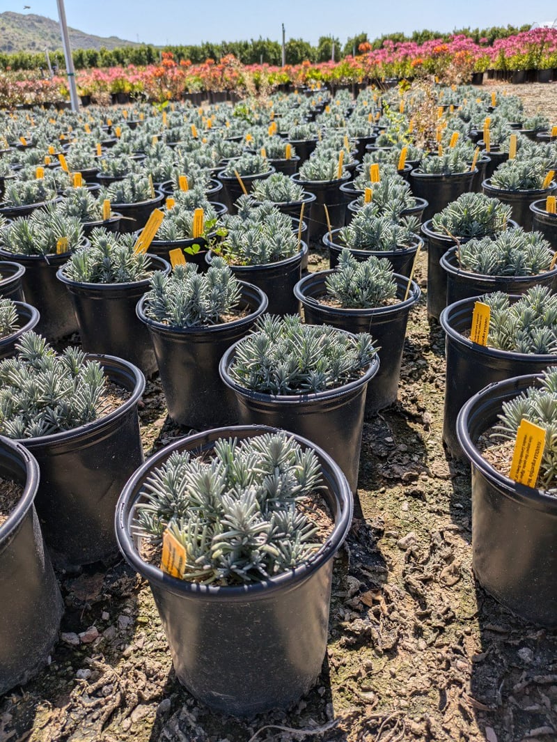 Photo for Lavandula angustifolia (English Lavender)