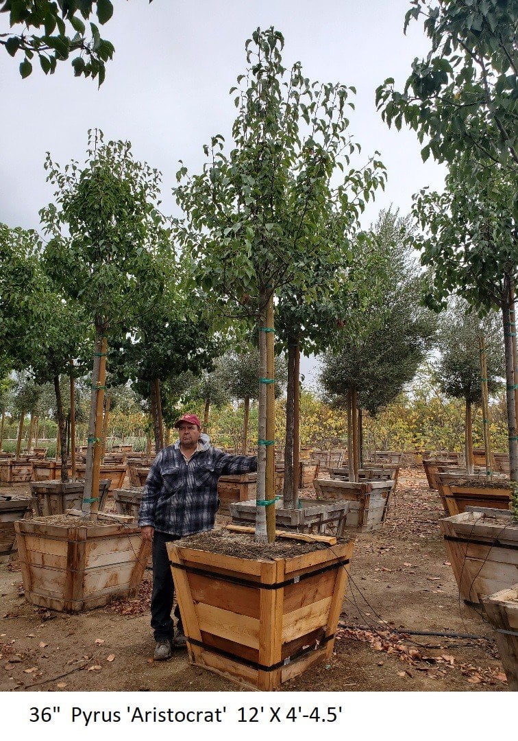 Photo for Pyrus calleryana 'Aristocrat' (Standard) (Aristocrat Callery Pear)