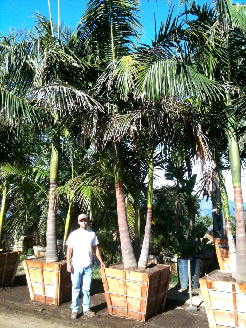 Photo for Archontophoenix cunninghamiana (Multi) (King Palm (Multi))