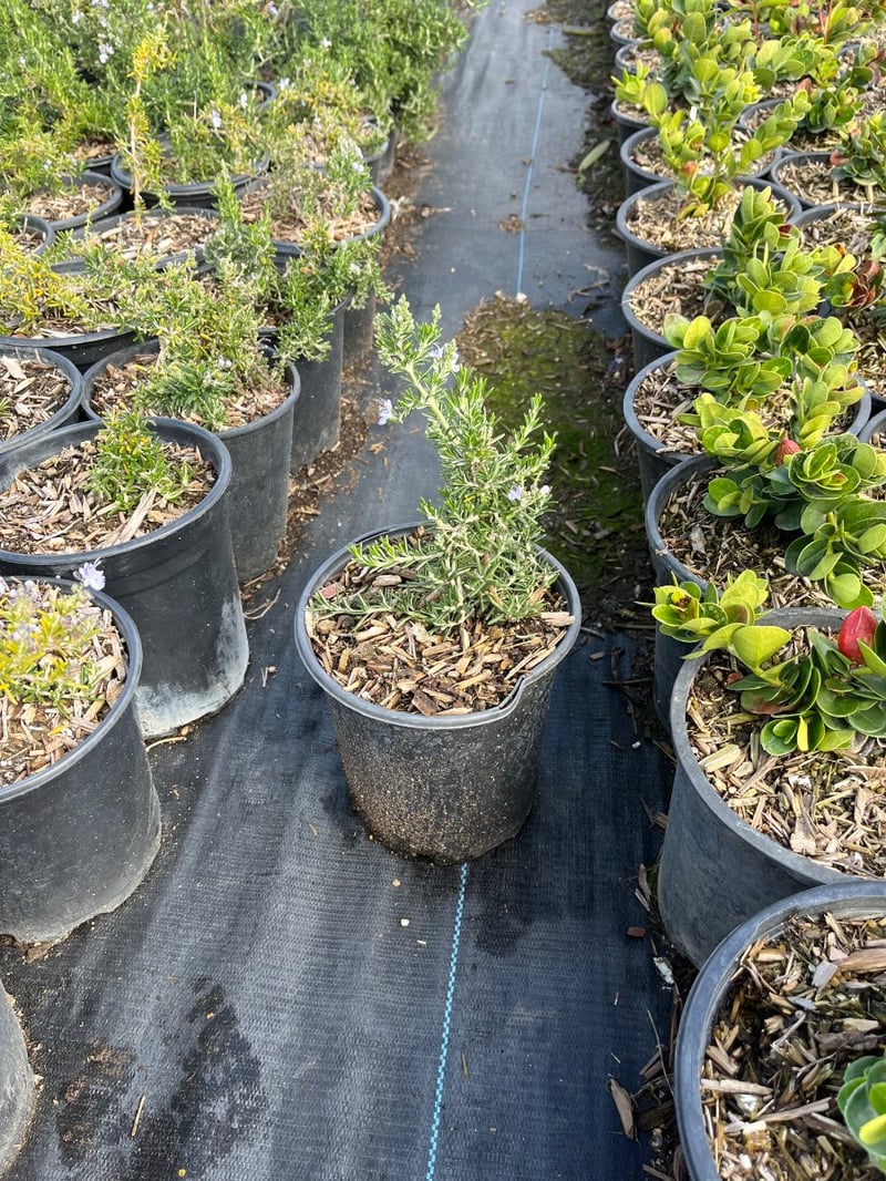 Photo for Rosmarinus officinalis (Rosemary)