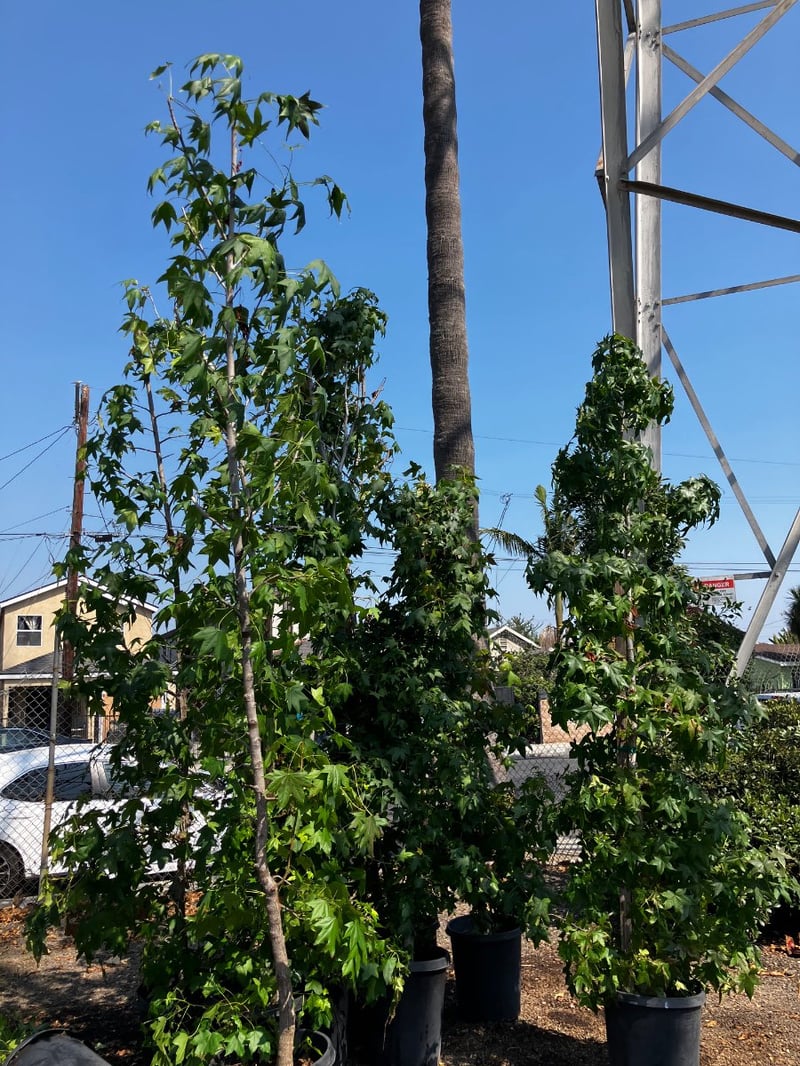 Photo for Liquidambar styraciflua (Sweet Gum)