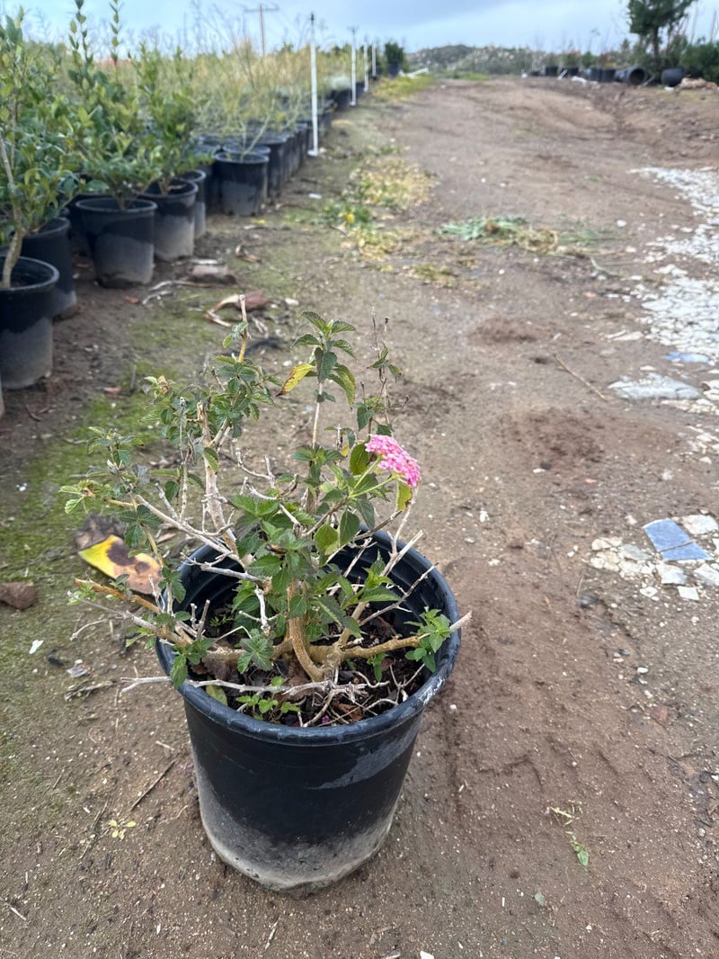 Photo for Lantana camara 'Moni' (Confetti Lantana)