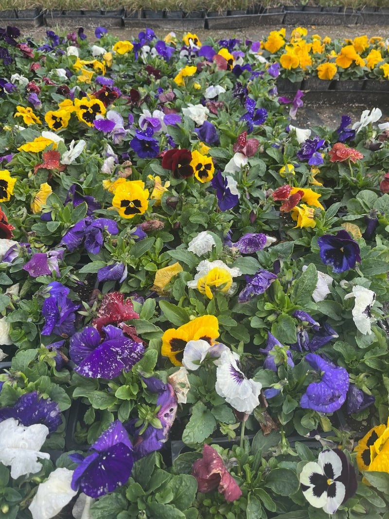 Photo for Annual Color (Annual Color)