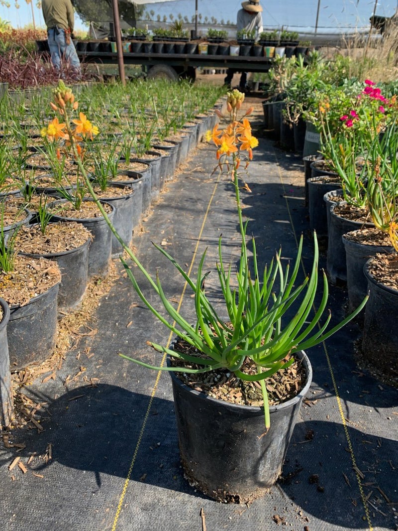 Photo for Bulbine frutescens 'Hallmark' (Orange Stalked Bulbine)