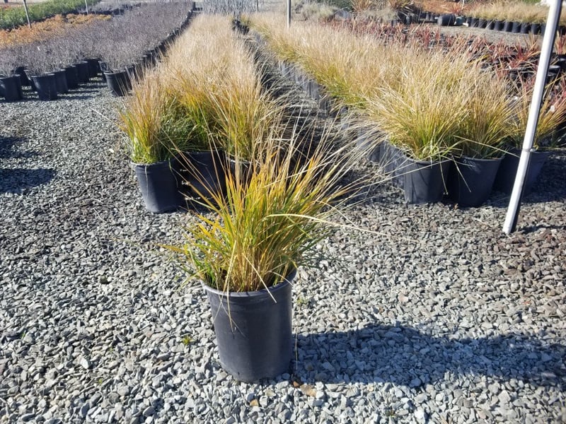 Photo for Calamagrostis × acutiflora 'Karl Foerster' (Karl Foerster Feather Reed Grass)