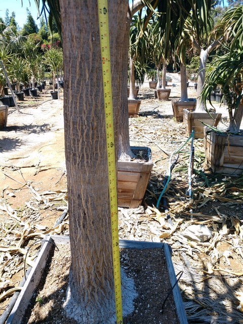 Photo for Aloe barberae (A. bainesii) (Tree Aloe)