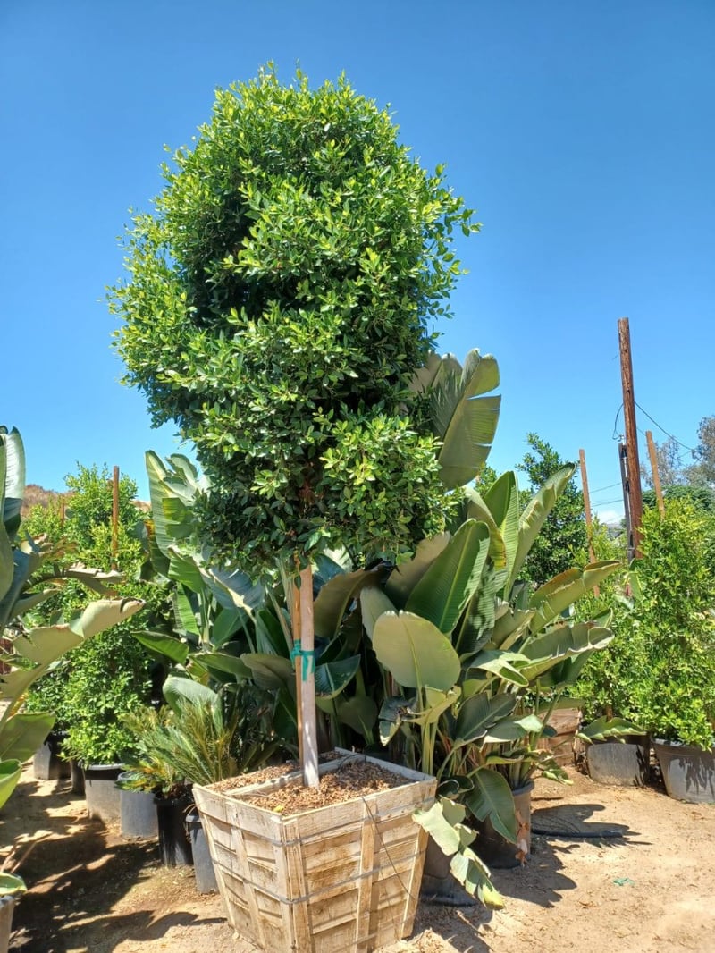 Photo for Ficus microcarpa nitida (retusa) - (Standard) (Indian Laurel)