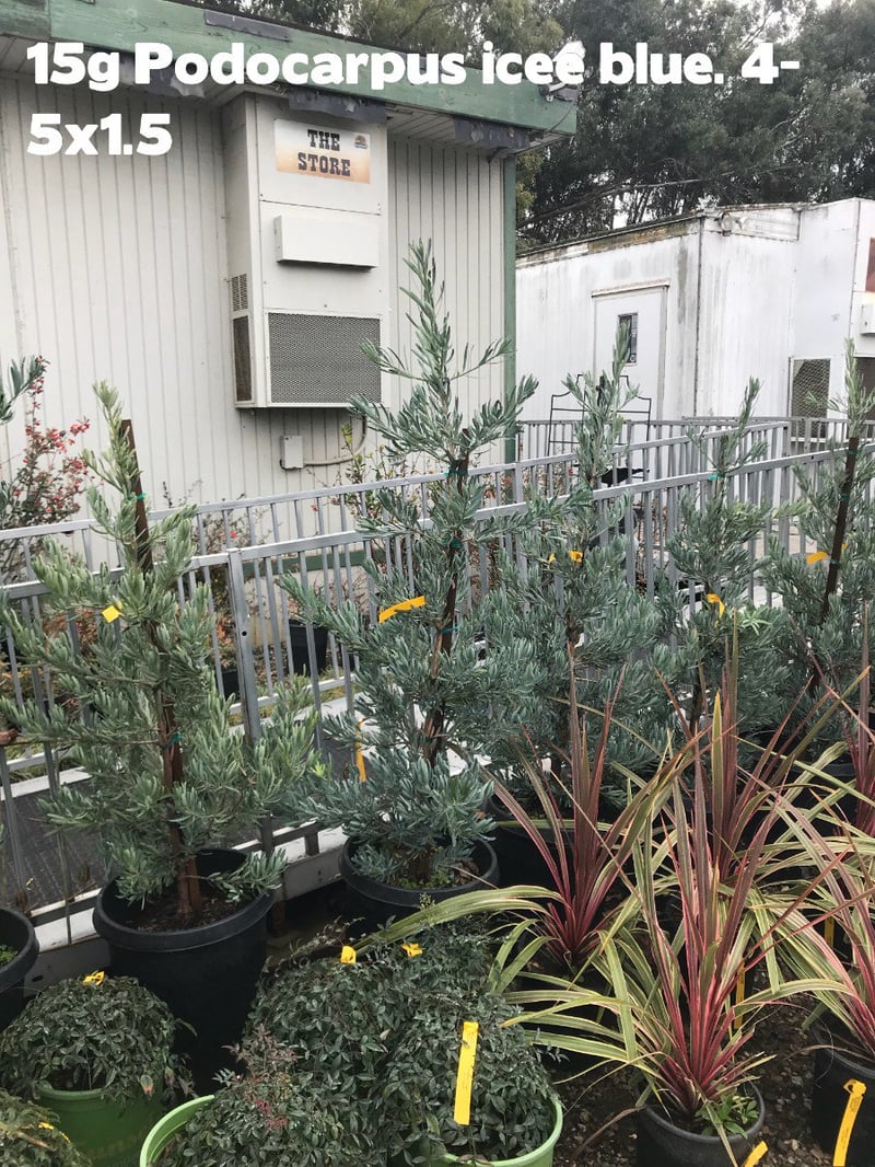 Photo for Podocarpus elongatus 'Monmal' (Column) (Icee Blue Yellow-Wood)