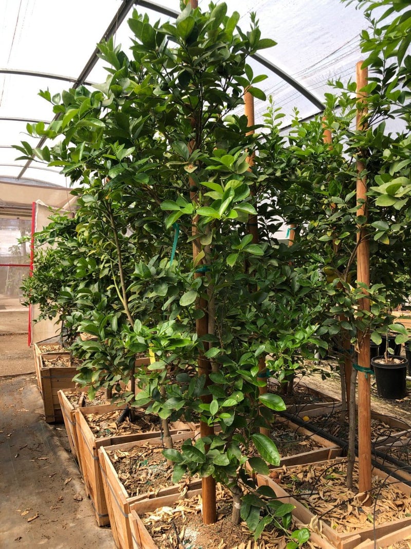 Photo for Citrus lime 'Bearrs' (Bearrs Lime Tree)