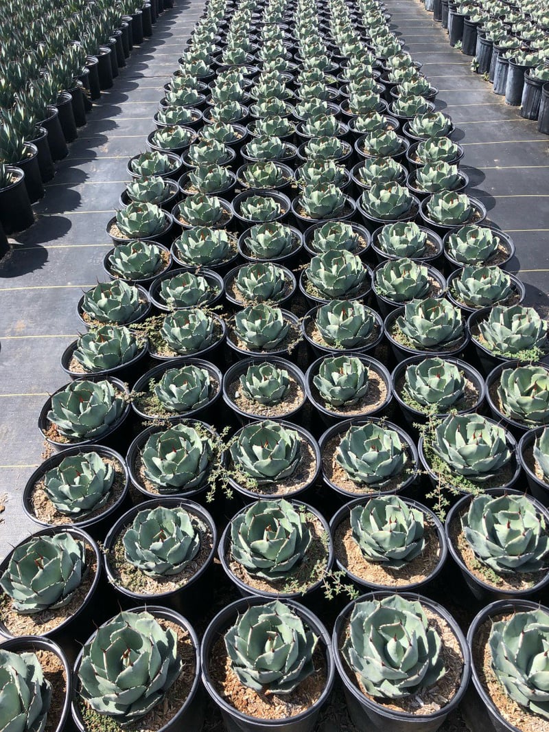 Photo for Agave parryi var. truncata (Artichoke Agave)