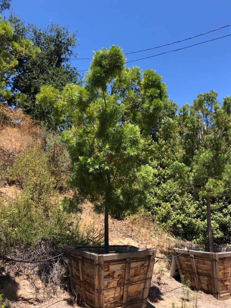 Photo for Podocarpus gracilior (Fern Pine)