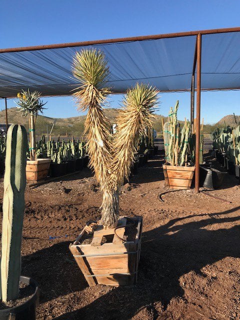 Photo for Yucca brevifolia (Joshua Tree)
