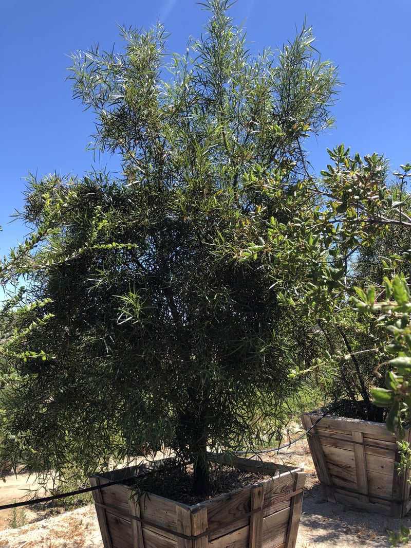 Photo for Rhus lancea (Low Branch) (African Sumac)