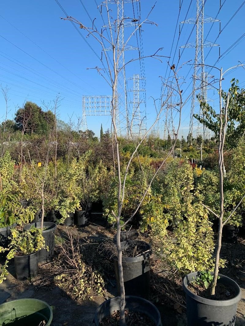 Photo for Diospyros kaki 'Fuyu' (Fuyu Japanese Persimmon)