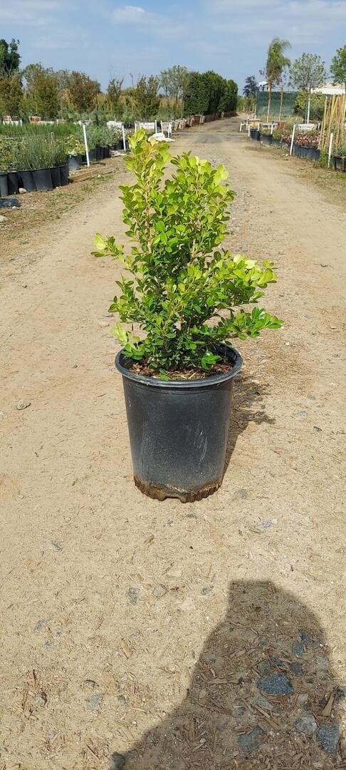 Photo for Buxus (Boxwood)