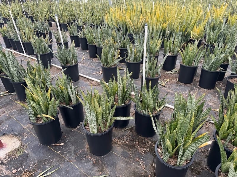 Photo for Sansevieria zeylanica (Snake Plant)