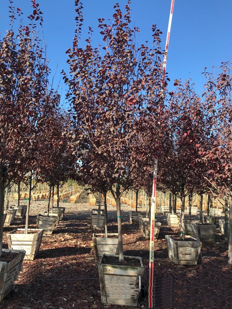 Photo for Prunus cerasifera 'Krauter Vesuvius' (Krauter Vesuvius Cherry Plum)