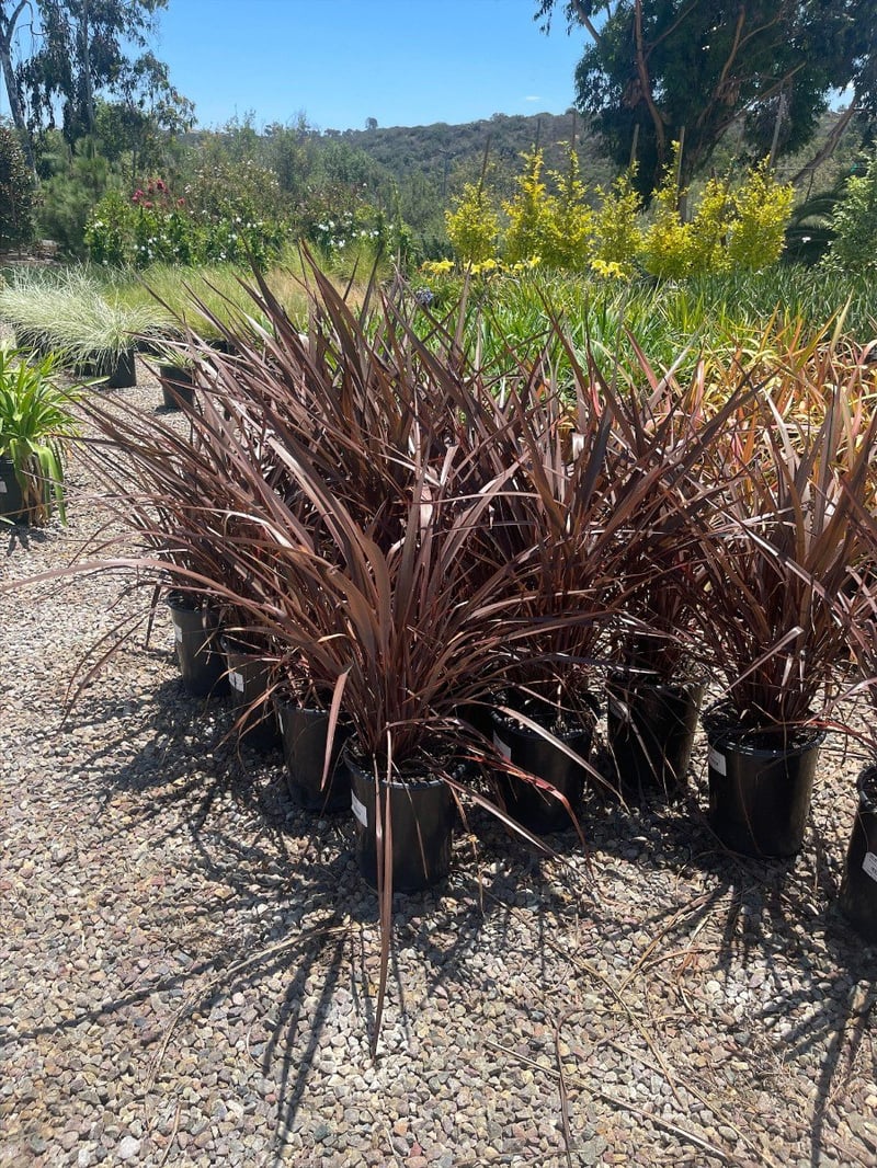 Photo for Phormium 'Amazing Red' (Amazing Red New Zealand flax)