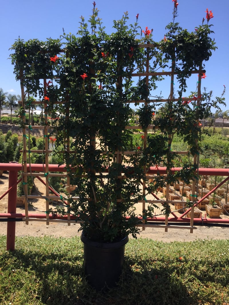 Photo for Tecomaria capensis (Trellis) (Cape Honeysuckle)