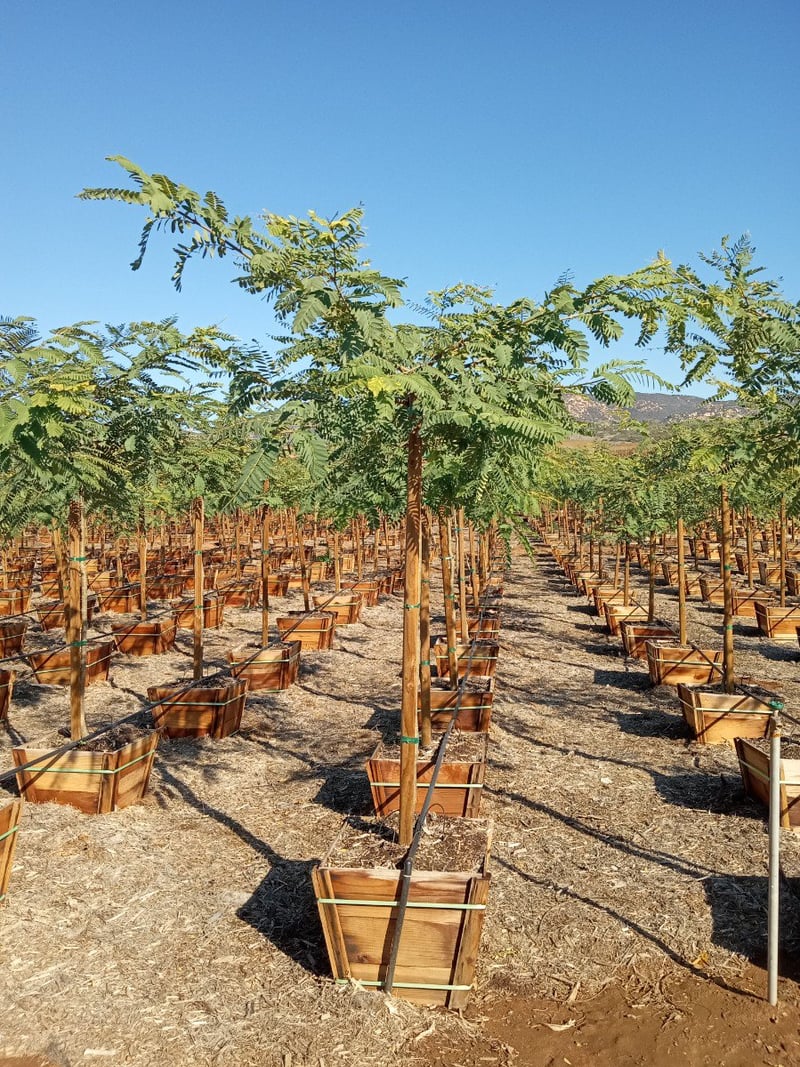 Photo for Tipuana tipu (Standard) (Tipu Tree)