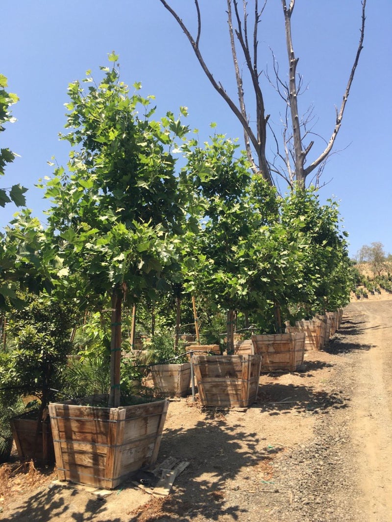 Photo for Platanus racemosa (California Sycamore)