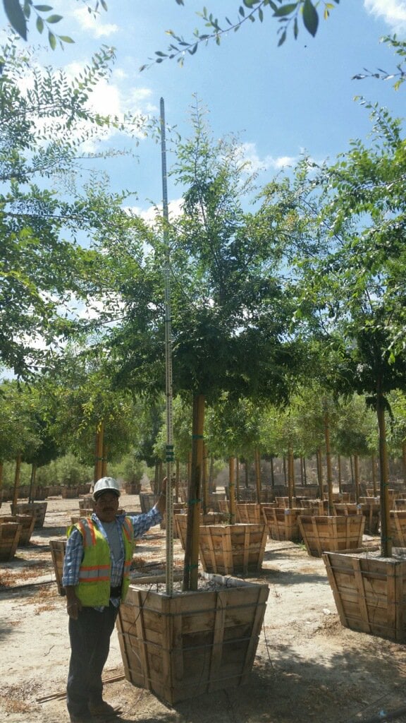 Photo for Ulmus Parvifolia 'True Green' (Standard) (True Green Chinese Elm)