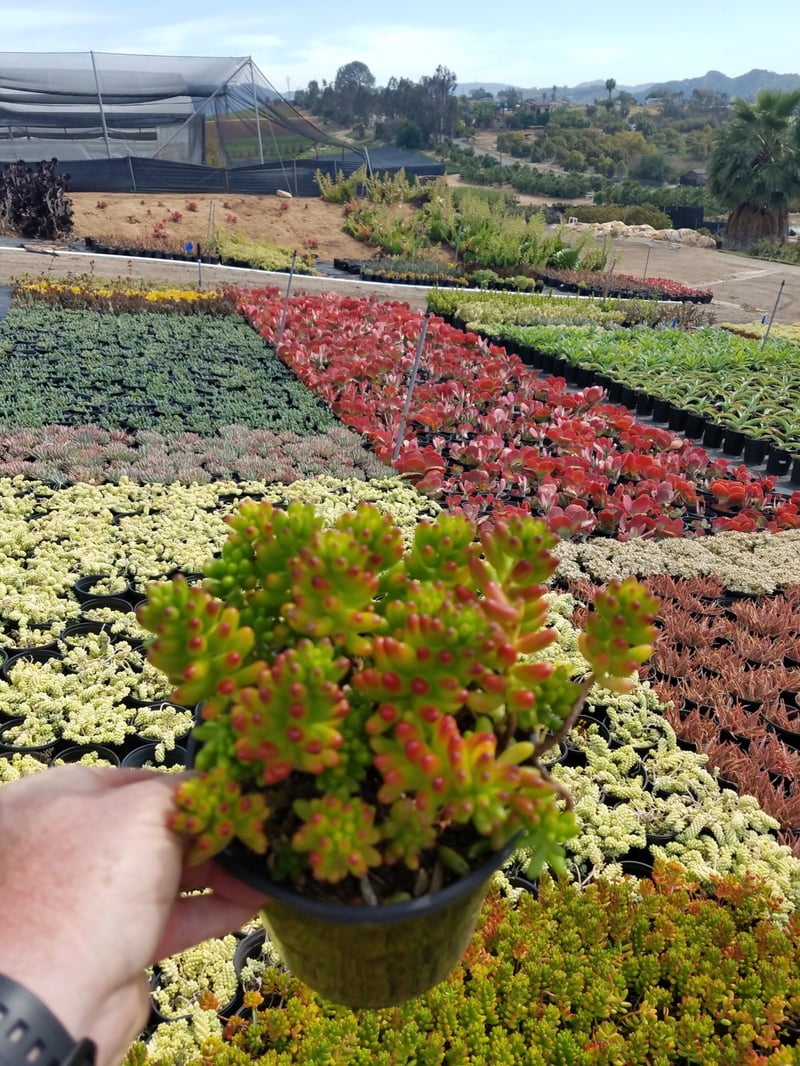 Photo for Sedum x rubrotinctum (Pork and Beans)