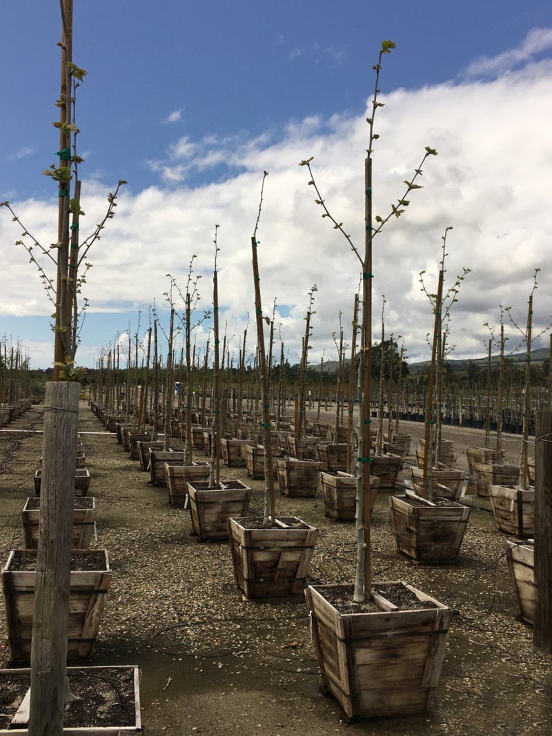 Photo for Platanus acerifolia 'Bloodgood' (Standard) (Bloodgood London Plane Tree)