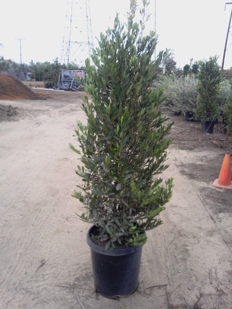 Photo for Prunus caroliniana 'Bright n Tight' ('Compacta') (Bright n Tight ('Compacta') Carolina Laurel)