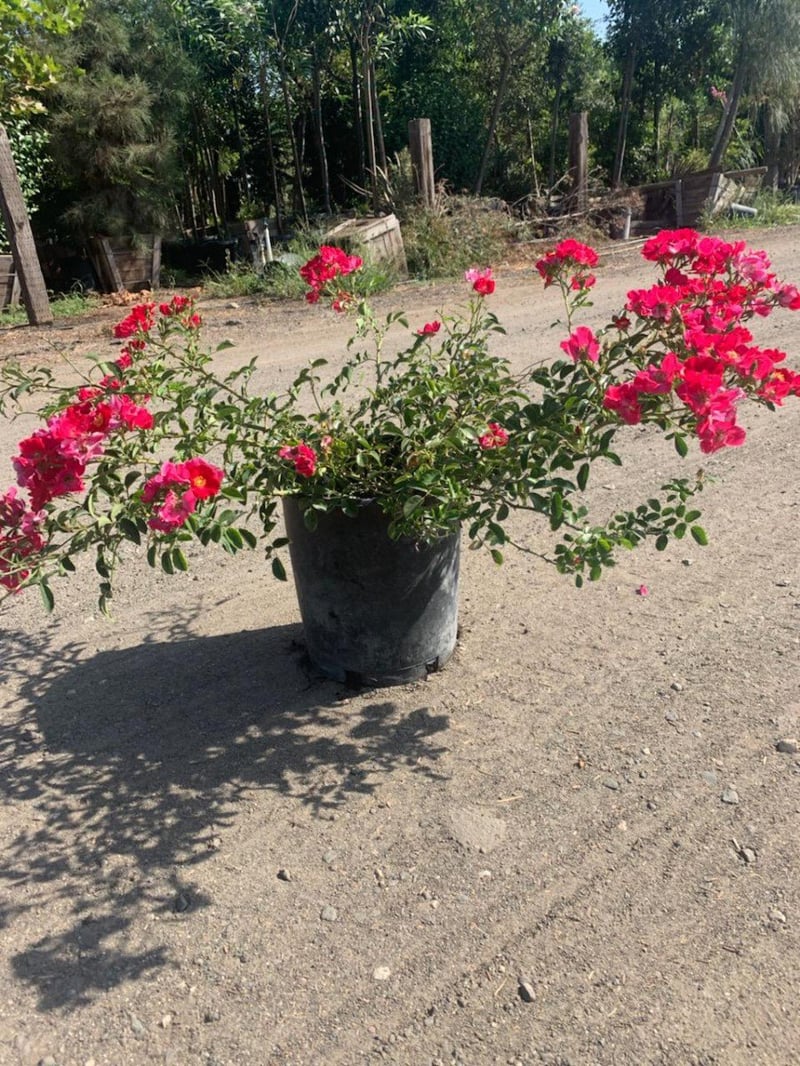 Photo for Rosa 'Flower Carpet Red' (Flower Carpet Red Groundcover Rose)