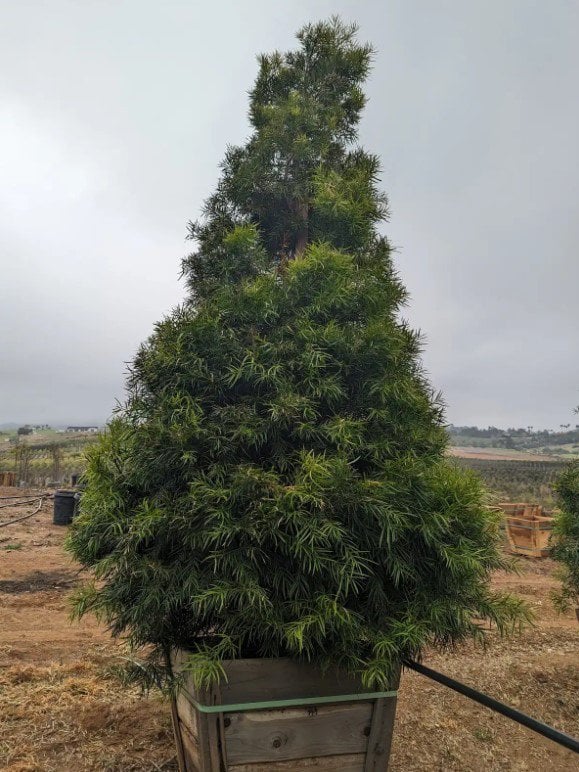 Photo for Afrocarpus gracilior (African Fern Pine)