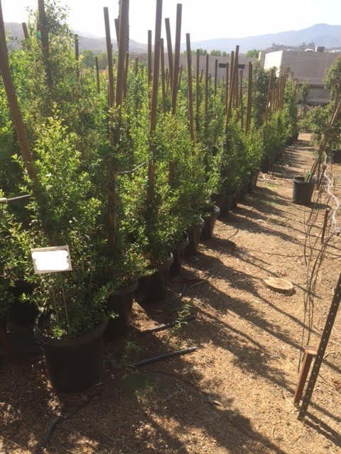 Photo for Eugenia myrtifolia 'Monterey Bay' (Syzygium) (Monterey Bay Australian Brush Cherry)
