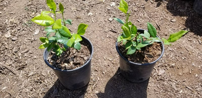 Photo for Trachelospermum jasminoides (Star Jasmine)