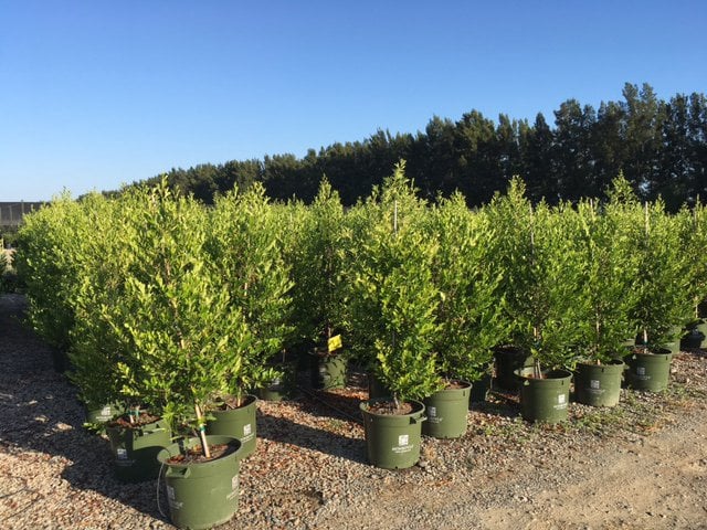 Photo for Prunus caroliniana 'Bright 'n Tight' ('Compacta') (COLUMN) (Bright 'N Tight ('Compacta') Carolina Laurel Cherry)
