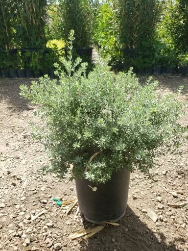 Photo for Westringia fruticosa 'Grey Box' (Grey Box Dwarf Coast Rosemary)