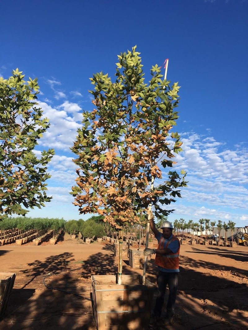 Photo for Platanus acerifolia 'Columbia' (Standard) (Columbia London Plane Tree)