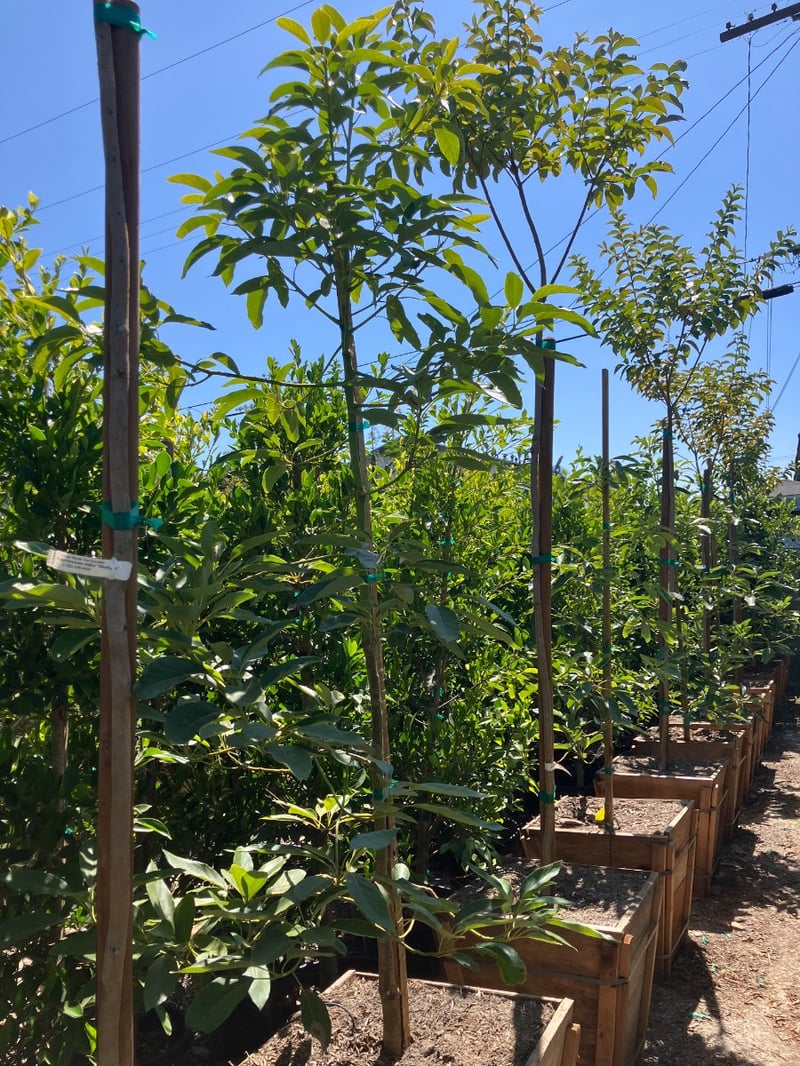 Photo for Persea americana 'Hass' (Hass Avocado)