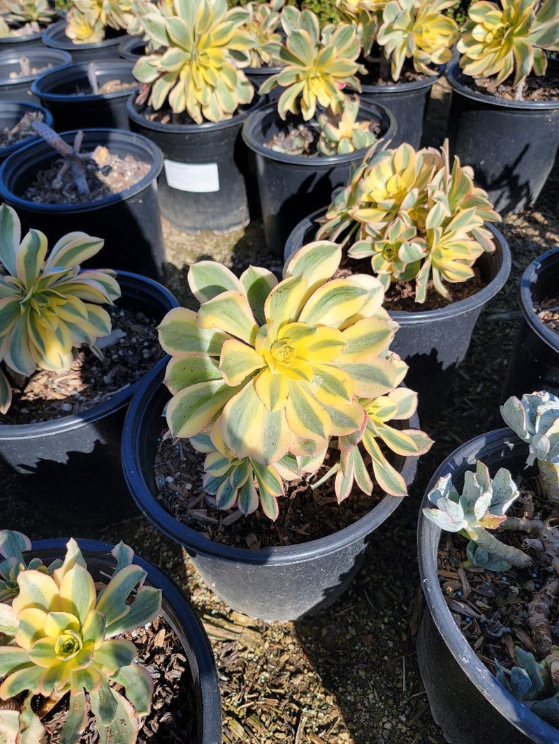 Photo for Aeonium arboreum (Green Tree Aeonium)