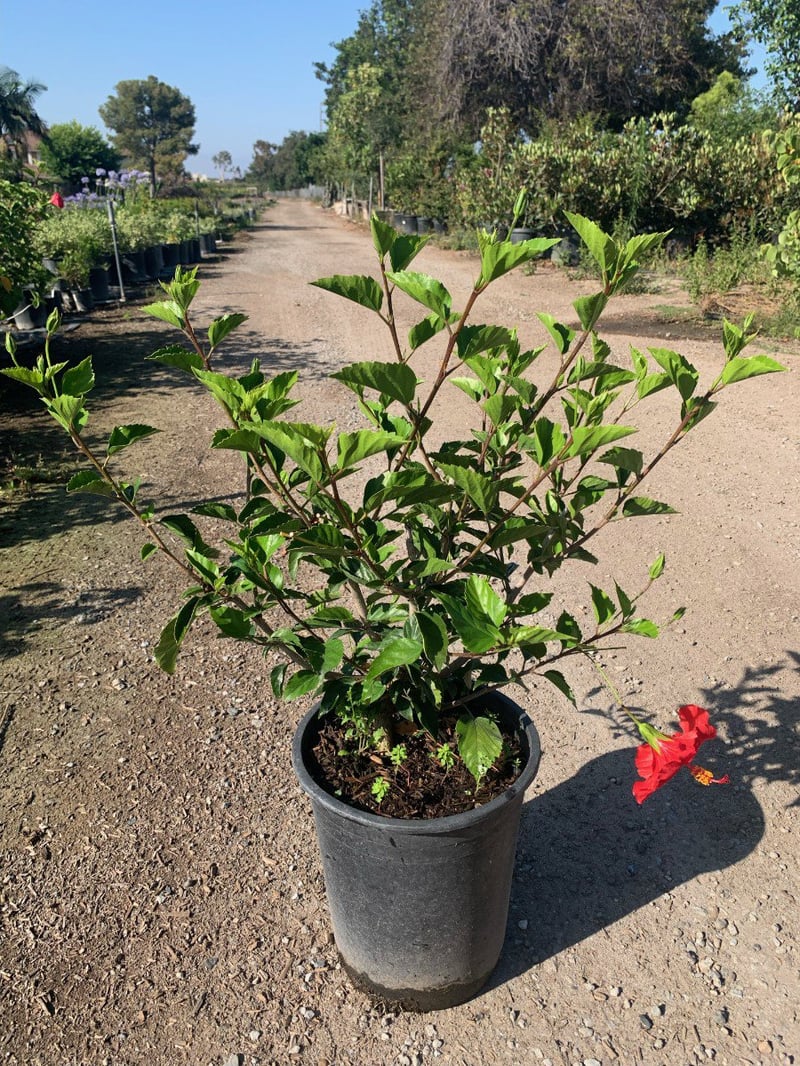Photo for Hibiscus rosa-sinensis (Red) (Red Hibiscus)
