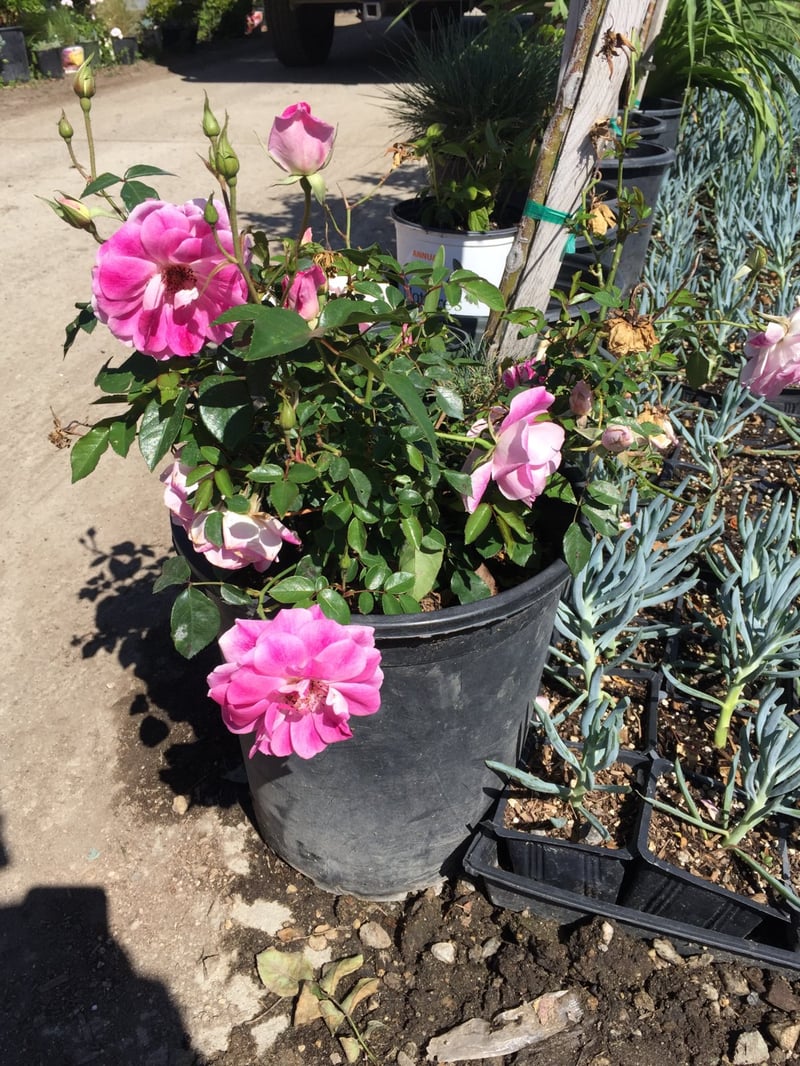 Photo for Rosa 'Iceberg' (Pink) (Pink Iceberg Rose)