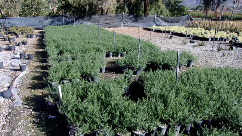 Photo for Westringia fruticosa 'Blue Gem' (Blue Gem Coast Rosemary)