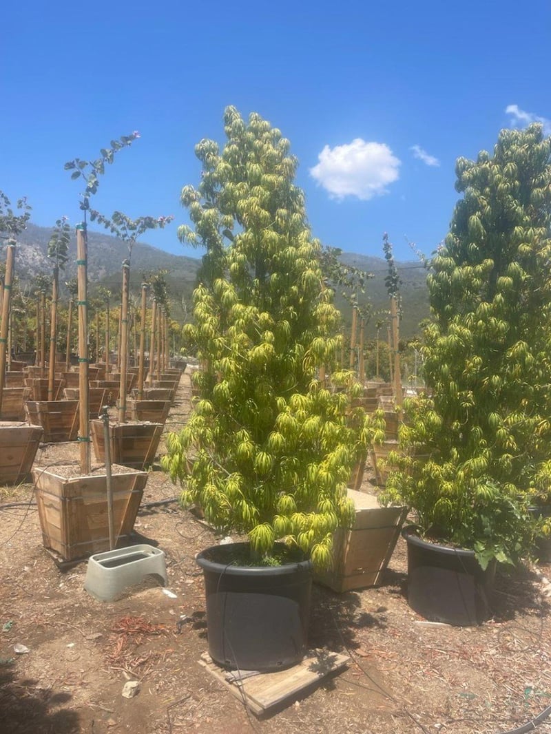 Photo for Podocarpus henkelii (Long Leafed Yellowwood)