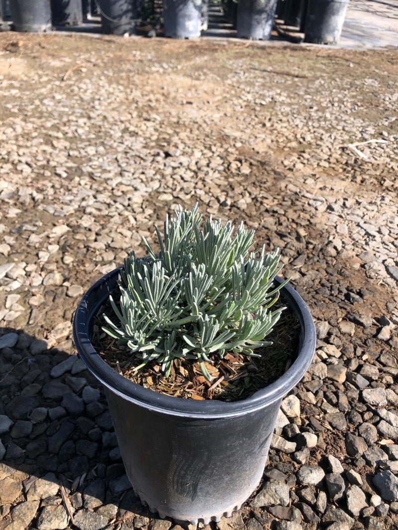 Photo for Lavandula angustifolia 'Hidcote Blue' (Hidcote Blue English Lavender)