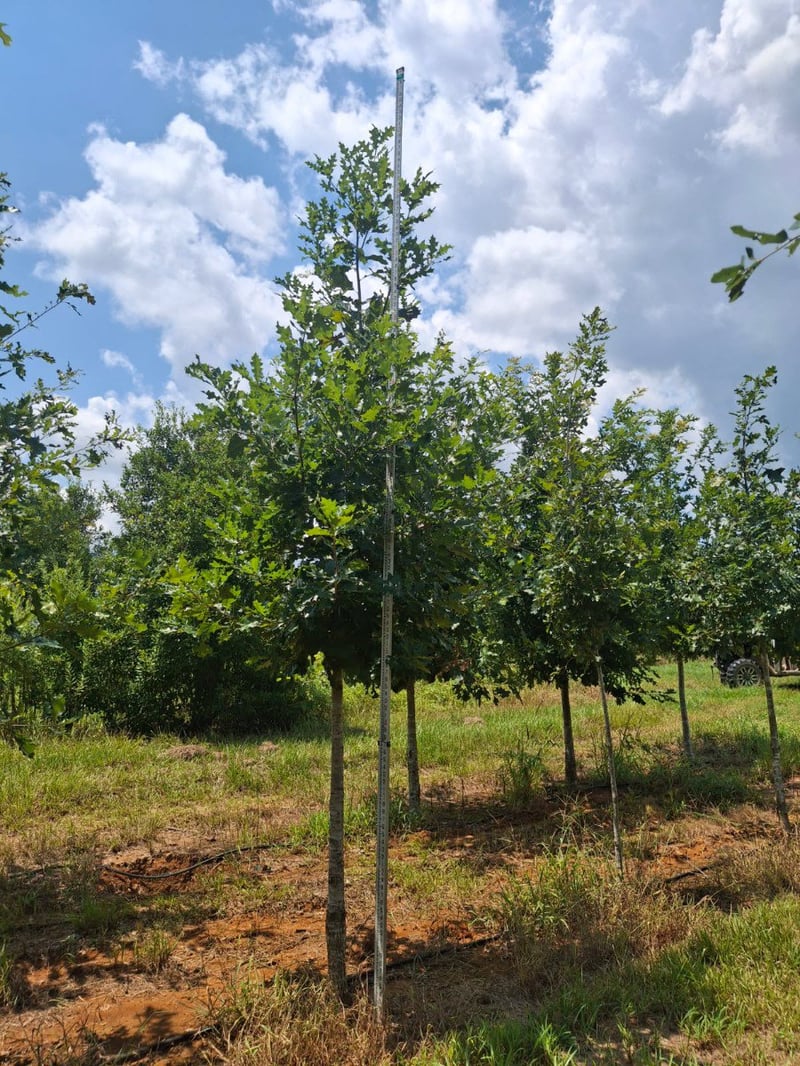 Photo for Quercus shumardii (Shumard Oak)