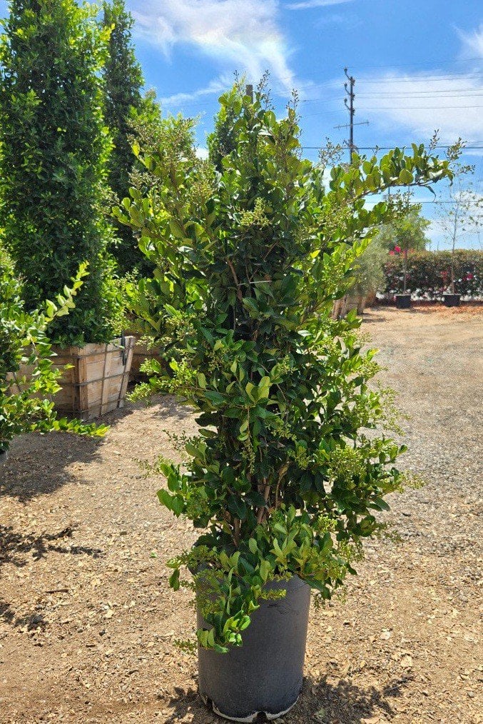 Photo for Ligustrum japonicum 'Texanum' (Hedge) (Waxleaf Privet)